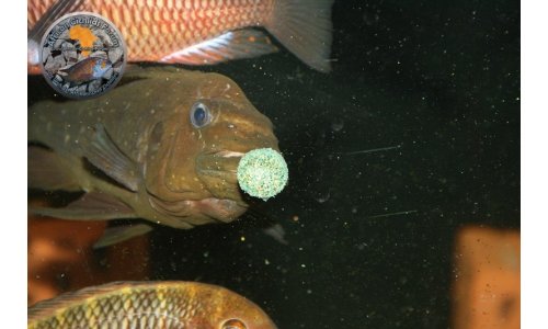 Petrochromis Tropheus Becken